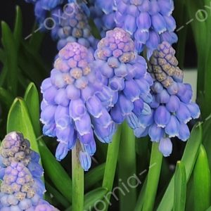 Natura Spring Flower Photo 20x30 inch