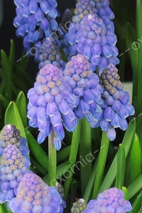Natura Spring Flower Photo 20x30 inch