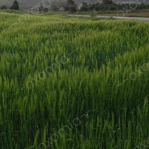Natura Mountain Green Grow 25x35 inch