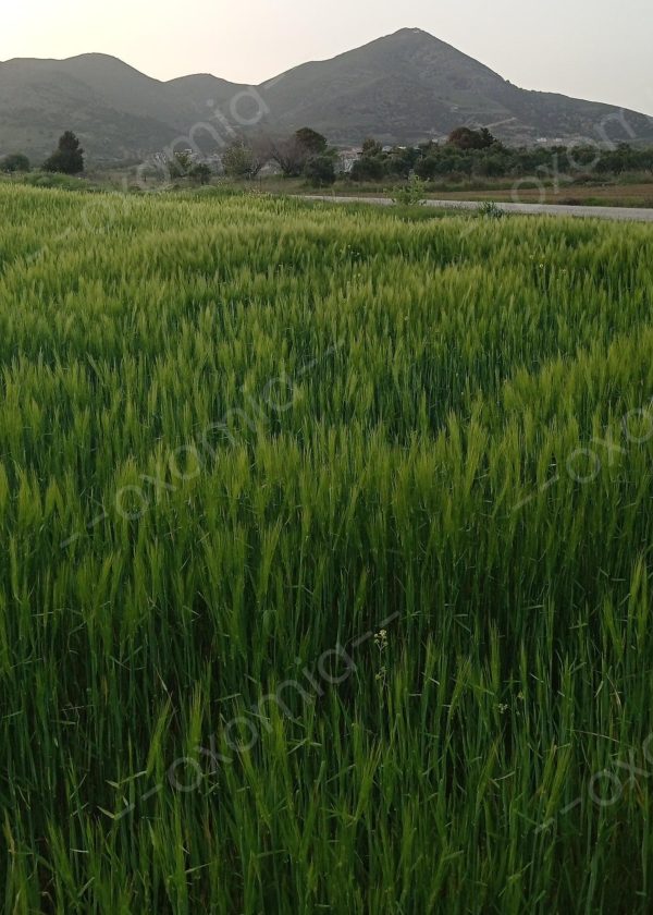 Natura Mountain Green Grow 25x35 inch