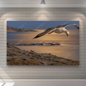 Seagull Gaze At Sunset