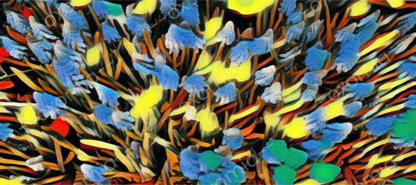 The Muscari Flowers Photo