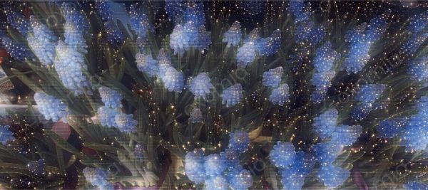The Muscari Flowers Photo