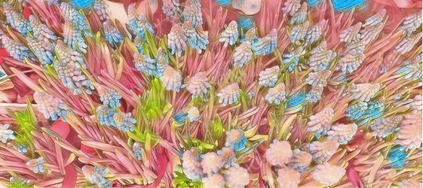 The Muscari Flowers Photo